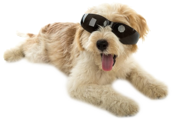 perro_estetica